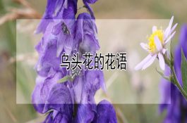 羊喂氨化饲草要谨防余氨中毒