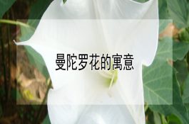 鸡群发病期的特殊管理