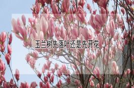 教你从体貌特征快速分辨金鱼种类