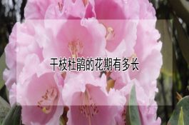 雏鸡后期饲养管理