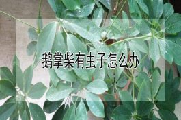 暑热鸭子“发痧”防治