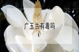 鱼类受冻咋补救？