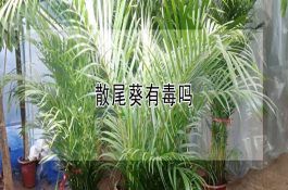 快速高效育肥鸡