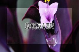 肉种鸡晚产病因与预防