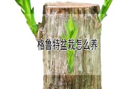 鱼病防治抓五点及其注意事项