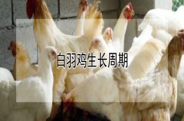 肉羊中毒疾病防治