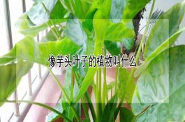 长丝鲈鱼池塘无公害养殖