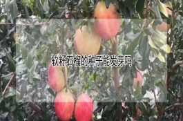 软籽石榴的种子能发芽吗 软籽石榴的种子能发芽吗