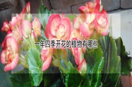 羔羊痢疾的药物防治要点