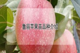 山羊主要品种――都安山羊