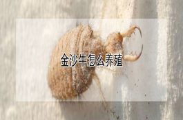 种公羊配种期的饲养管理