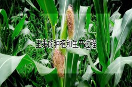 怎样防治羊的炭疽病？