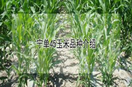 鸡琢癖原因及防治
