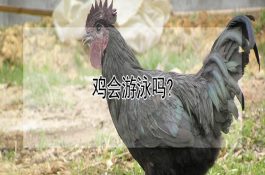 浅谈鸡传染性法氏囊病的综合防治