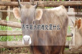 乌骨鸡养殖的鸡舍设计与其设备