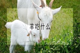 柴鸡冬季要防呼吸道疾病