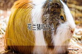 荷兰猪吃什么（详解）