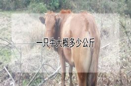 放养肉鸡常见的寄生虫病与防治办法