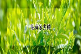 肉牛的酒糟育肥