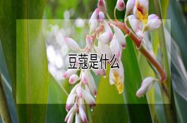 加州青鱼－－来自美国加州的食草优良鱼类