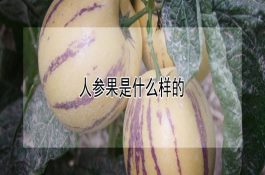 高邮鸭