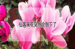 将鸡粪作为饲料饲喂反刍动物的技术