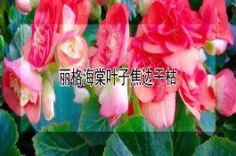 放牧可使母牛多产对亚油酸
