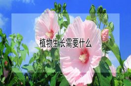 冬春鸡饲料添添加硫酸锰好