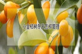 山羊皮下淋巴结脓肿的诊断与防治