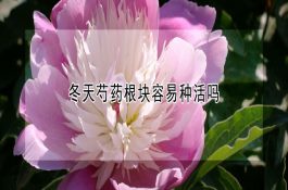 草鱼喂草要注意把好“四关” 草鱼喂草要注意把好“四关”