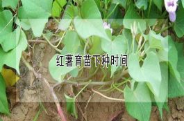 红薯育苗下种时间