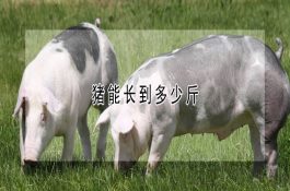 怎样组织好山羊的经济杂交
