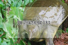 甲鱼买回家怎样放能活多久