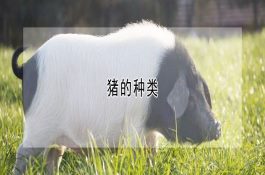 羊蓝舌病的症状与防治