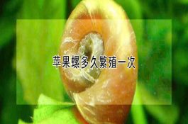 蛋鸡育成期营养与管理