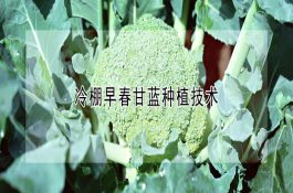 鸡亚利桑那菌病防治
