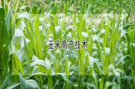 玉米高产技术