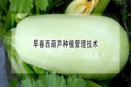七彩山鸡的人工饲养技术