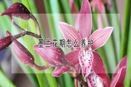 中华宫廷黄鸡饲养管理