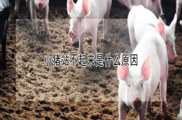 冬季珍珠鸡的养殖