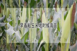 早春粘玉米啥时候育苗 早春粘玉米啥时候育苗