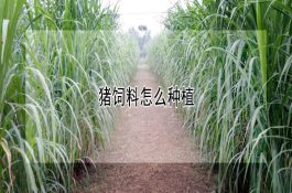 乳房送风法治疗母牛产后瘫痪