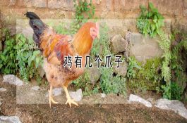 山羊痢疾的辨证施治