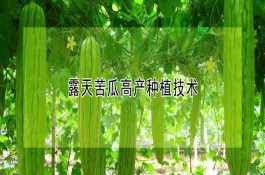 肉雏鸡曲霉病的诊治