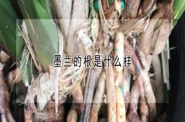 夏秋预防鸡虫媒性传染病