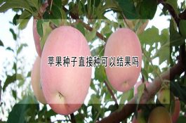 蛋鸡喹乙醇中毒的诊治