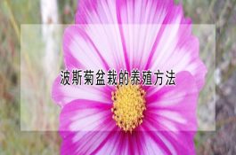 鸡冠花的栽培与管理