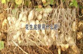 中大博导（鱼并不是养得越肥越好）