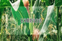 核桃细菌性黑斑病的症状及防治法 核桃细菌性黑斑病的症状及防治法