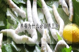 降低雏鸡死亡率的6招